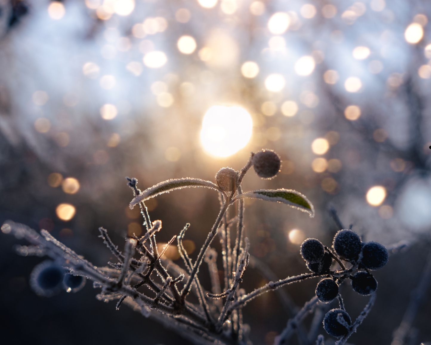 Tafel 50 g | Wintersonnenwende | Duftwachs
