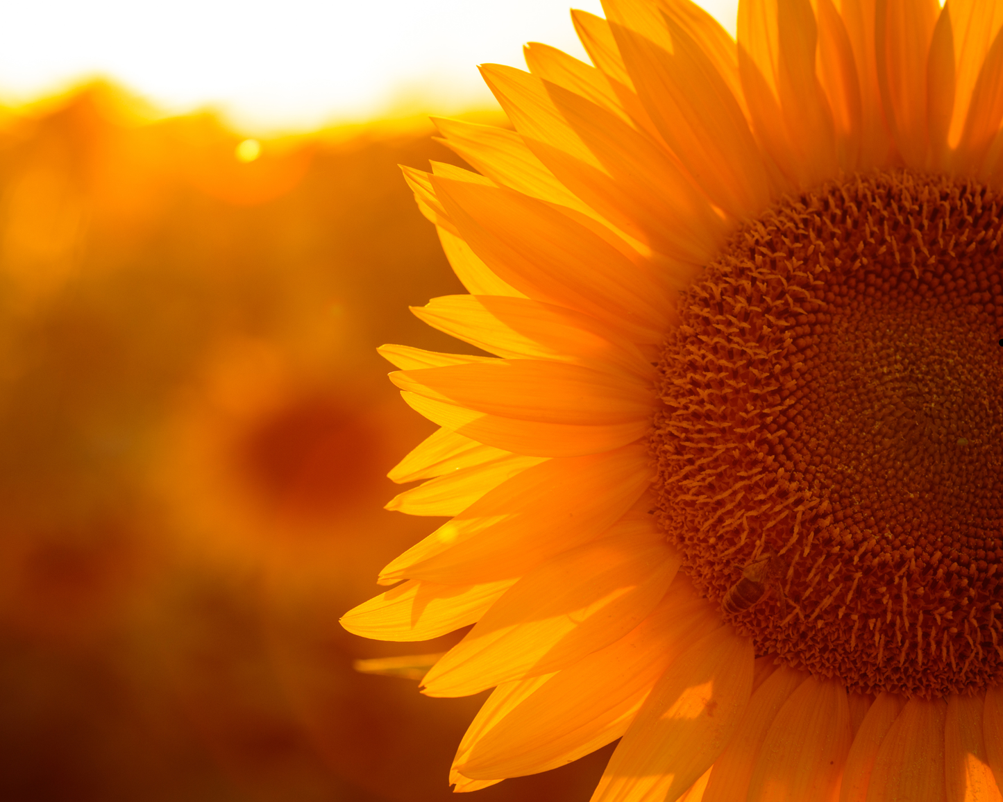 Tafel 40 g | Scarlet Sunflower | *limitiert* | Duftwachs