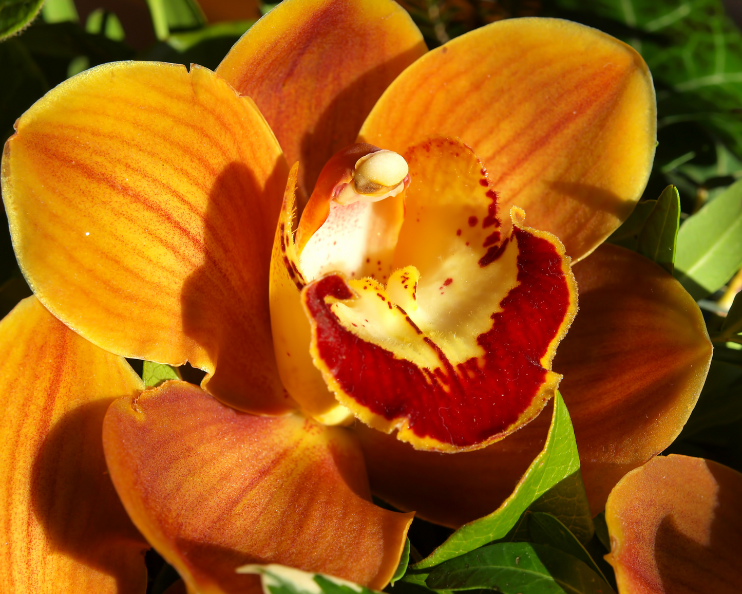 Tafel 50 g | Goldene Orchidee | Duftwachs
